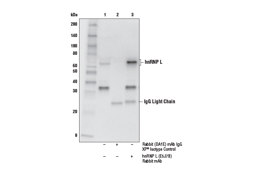 Immunoprecipitation Image 1: hnRNP L (E5J7B) Rabbit mAb