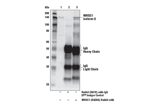 Immunoprecipitation Image 1: WHSC1 (D4Z8Q) Rabbit mAb