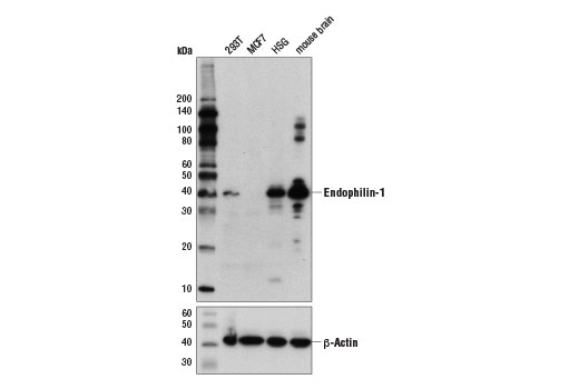 Western Blotting Image 1: Endophilin-1 (E1E6Q) Rabbit mAb