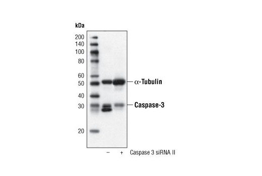  Image 1: SignalSilence® Caspase-3 siRNA II