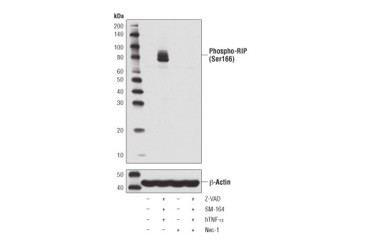  Image 3: PhosphoPlus® RIP (Ser166) Antibody Duet