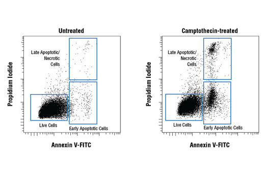 Flow Cytometry Image 1: Annexin V-FITC Early Apoptosis Detection Kit