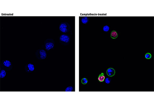 Immunofluorescence Image 1: Annexin V-FITC Early Apoptosis Detection Kit