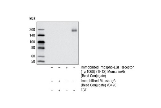 Immunoprecipitation Image 1: Phospho-EGF Receptor (Tyr1068) (1H12) Mouse mAb (Sepharose® Bead Conjugate)