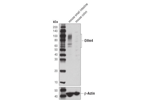 Western Blotting Image 1: Olfm4 Antibody (Mouse Specific)