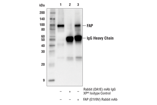 Immunoprecipitation Image 1: FAP (E1V9V) Rabbit mAb
