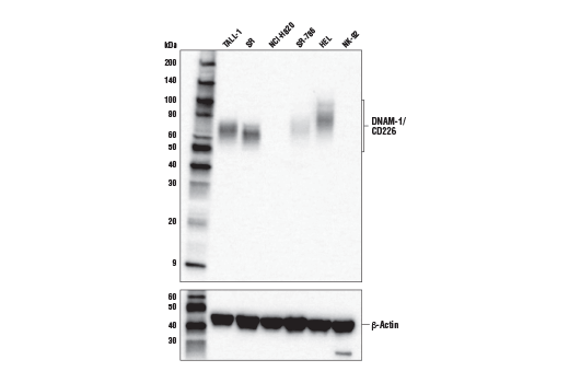 Western Blotting Image 1: DNAM-1/CD226 (E8L9G) XP® Rabbit mAb