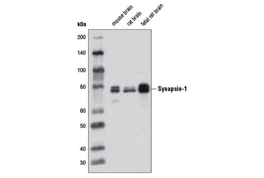 Western Blotting Image 1: Synapsin-1 (D13C1) Rabbit mAb