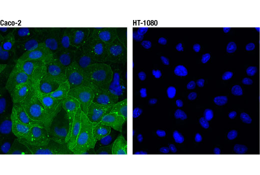 Immunofluorescence Image 1: DPP4/CD26 (D6D8K) Rabbit mAb