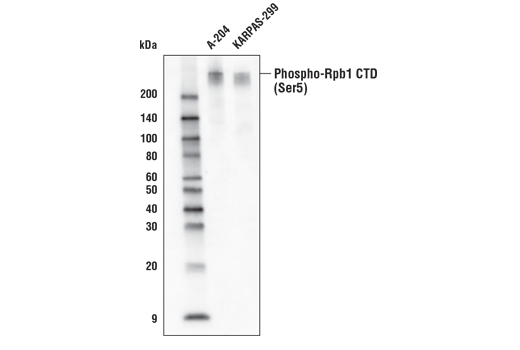 Western Blotting Image 1: Phospho-Rpb1 CTD (Ser5) (D9N5I) Rabbit mAb (Biotinylated)