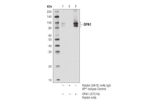 Immunoprecipitation Image 1: OPA1 (D7C1A) Rabbit mAb