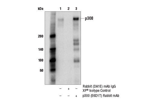 Immunoprecipitation Image 1: p300 (E6D1T) Rabbit mAb