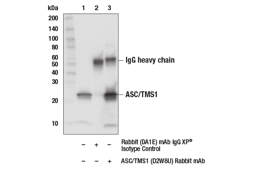  Image 16: Mouse Reactive Inflammasome Antibody Sampler Kit