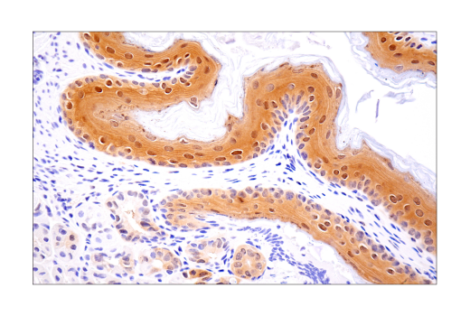  Image 24: Mouse Reactive Inflammasome Antibody Sampler Kit