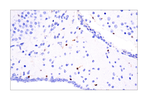  Image 42: Microglia Cross Module Antibody Sampler Kit