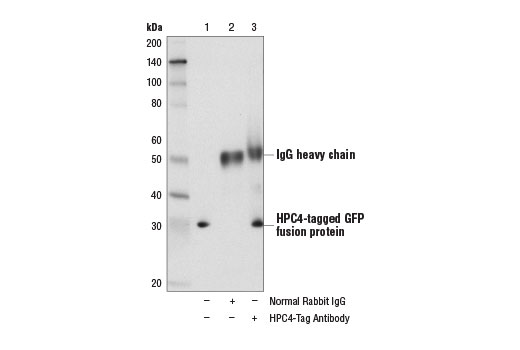 Immunoprecipitation Image 1: HPC4-Tag Antibody