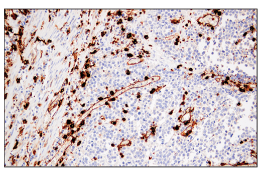 Immunohistochemistry Image 2: MHC Class II (LGII-612.14) Mouse mAb