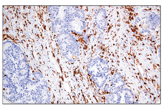 Immunohistochemistry Image 5: MHC Class II (LGII-612.14) Mouse mAb