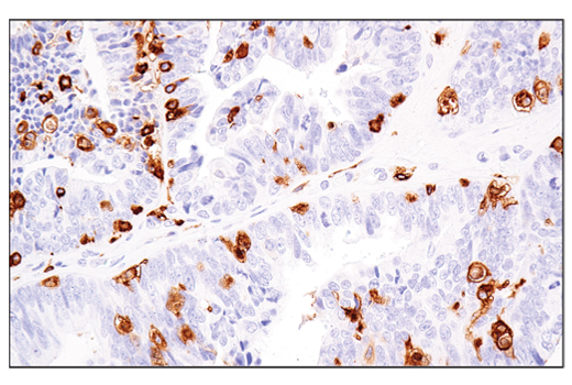 Immunohistochemistry Image 7: MHC Class II (LGII-612.14) Mouse mAb