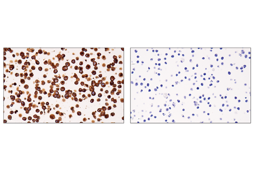  Image 70: Suppressive Myeloid Cell Phenotyping IHC Antibody Sampler Kit
