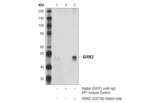 Immunoprecipitation Image 1: GIRK2 (D3T1N) Rabbit mAb