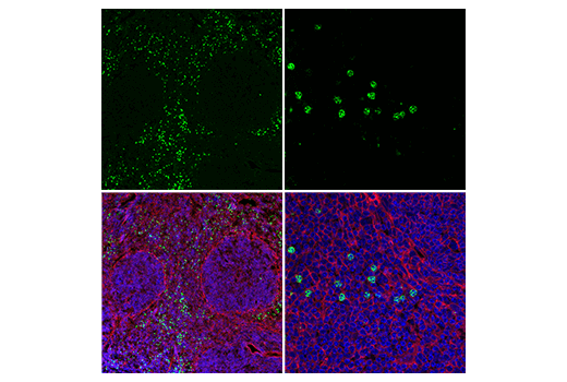 Immunofluorescence Image 1: Ly-6G/Ly-6C (Gr-1) (RB6-8C5) Rat mAb (FITC Conjugate)