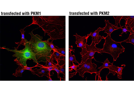 Immunofluorescence Image 2: PKM1 (D30G6) XP® Rabbit mAb (BSA and Azide Free)