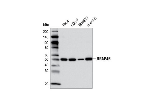 Western Blotting Image 1: RBAP46 (V415) Antibody