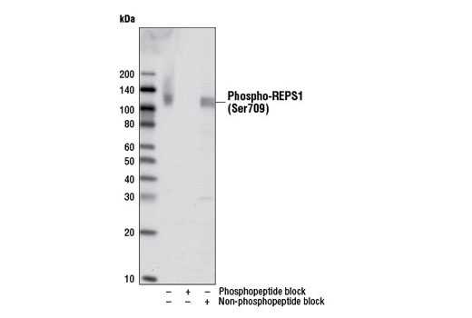 Western Blotting Image 2: Phospho-REPS1 (Ser709) Antibody