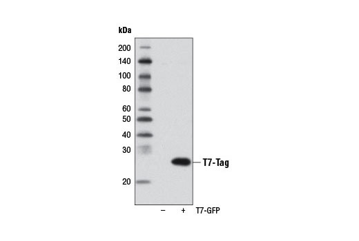 Western Blotting Image 1: T7-Tag Antibody