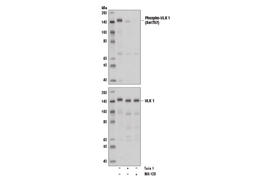 Western Blotting Image 1: Phospho-ULK1 (Ser757) Antibody