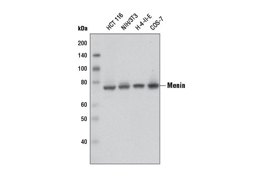  Image 10: SET1/COMPASS Antibody Sampler Kit