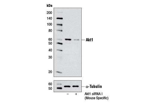  Image 1: SignalSilence® Akt1 siRNA I (Mouse Specific)