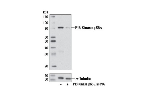  Image 1: SignalSilence® PI3 Kinase p85α siRNA I (Mouse Specific)