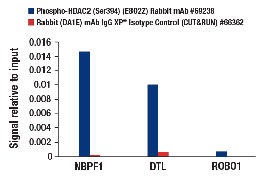 CUT and RUN Image 1: Phospho-HDAC2 (Ser394) (E8O2Z) Rabbit mAb