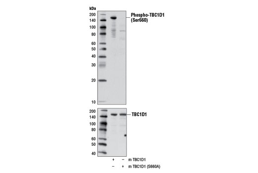 Western Blotting Image 1: Phospho-TBC1D1 (Ser660) Antibody