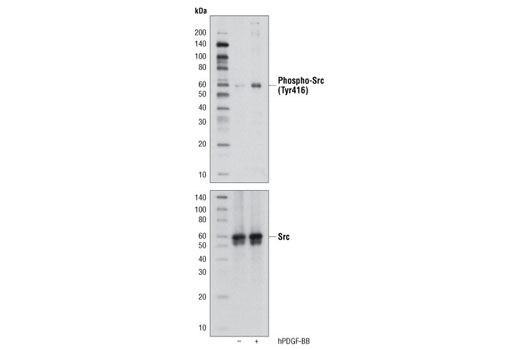  Image 9: T Cell Signaling Antibody Sampler Kit
