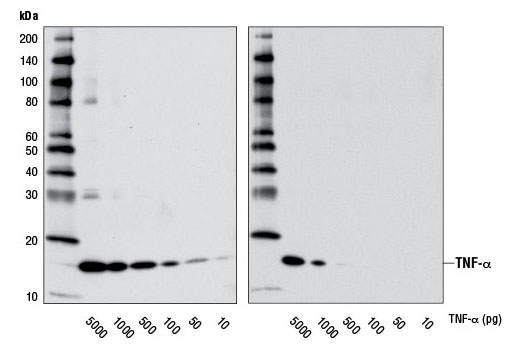  Image 20: Senescence Associated Secretory Phenotype (SASP) Antibody Sampler Kit