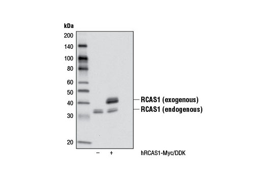 Western Blotting Image 2: RCAS1 Antibody