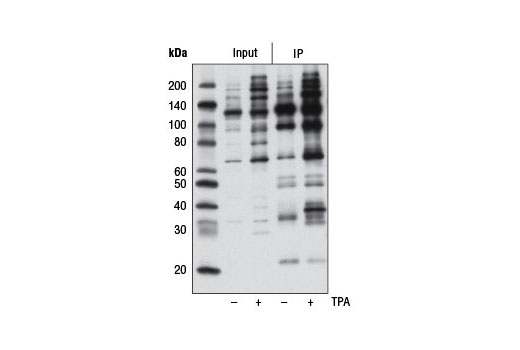 Immunoprecipitation Image 1: Phospho-PKC Substrate Motif [(R/K)XpSX(R/K)] MultiMab®  Rabbit mAb mix