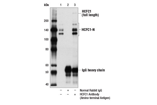 Immunoprecipitation Image 1: HCFC1 Antibody (Amino-terminal Antigen)