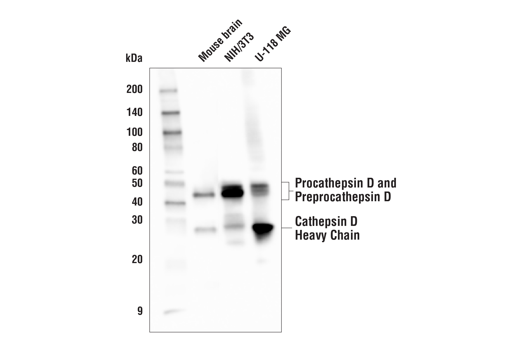  Image 6: Mouse Reactive Alzheimer's Disease Model Microglia Phenotyping IF Antibody Sampler Kit