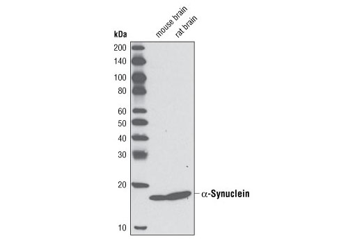 Western Blotting Image 1: α-Synuclein (D37A6) Rabbit mAb (BSA and Azide Free)
