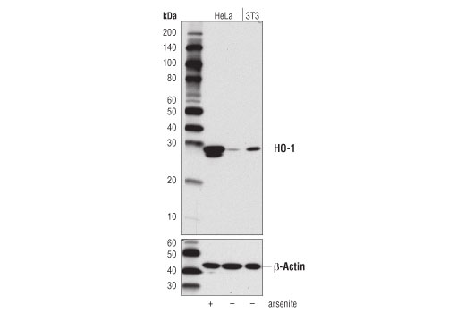 Western Blotting Image 1: HO-1 Antibody