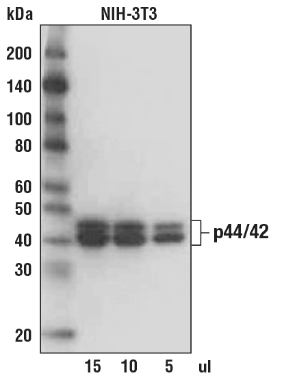 Western Blotting Image 1: Anti-rabbit IgG, AP-linked Antibody