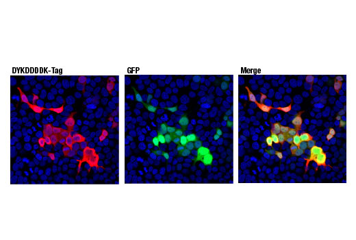 Immunofluorescence Image 1: DYKDDDDK Tag (D6W5B) Rabbit mAb (Binds to same epitope as Sigma-Aldrich Anti-FLAG M2 antibody) (BSA and Azide Free)