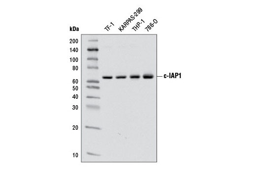  Image 7: IAP Family Antibody Sampler Kit