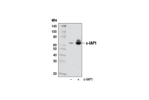  Image 11: IAP Family Antibody Sampler Kit