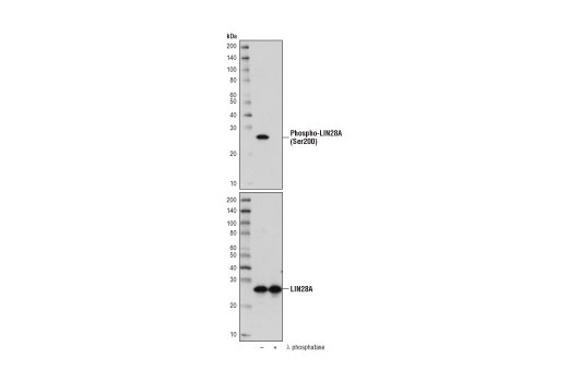 Western Blotting Image 1: Phospho-LIN28A (Ser200) Antibody