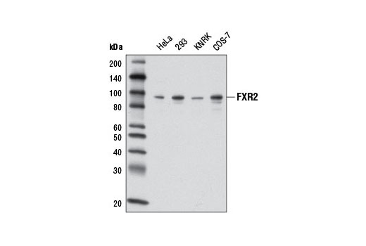  Image 8: Fragile X/FMRP Signaling Pathway Antibody Sampler Kit